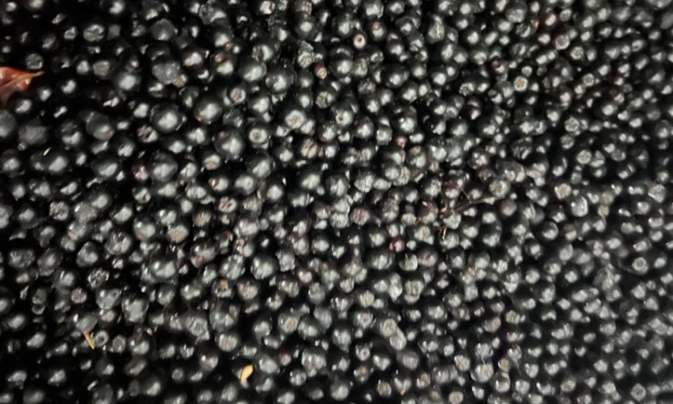 Продам клюкву (журавлину )врожай 2023року - фото № 7