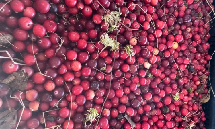 Продам клюкву заморожену - фото № 1