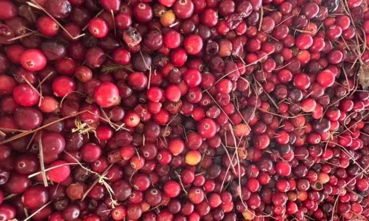 Продам клюкву заморожену - фото № 2