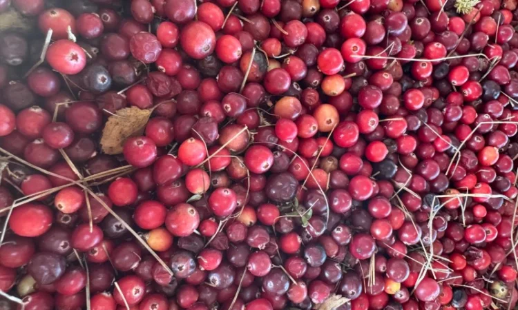 Продам клюкву заморожену - фото № 3