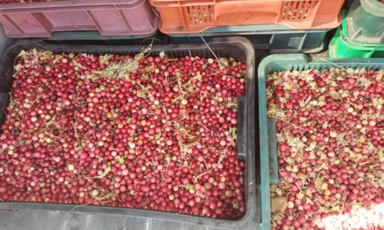 Продам журавлину від 500 кг. По 85грн - фото № 1