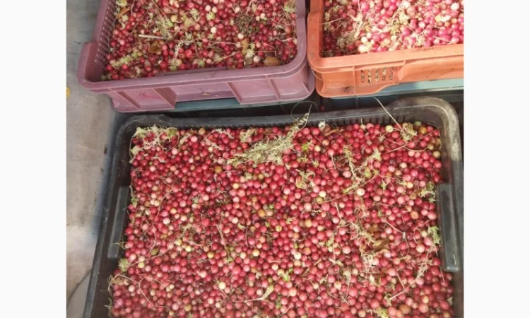 Продам журавлину від 500 кг. По 85грн - фото № 2