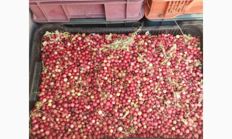 Продам журавлину від 500 кг. По 85грн - фото № 3