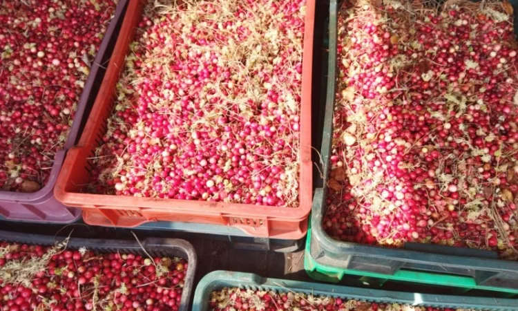 Продам журавлину від 500 кг. По 85грн - фото № 4