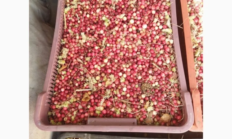 Продам журавлину від 500 кг. По 85грн - фото № 5