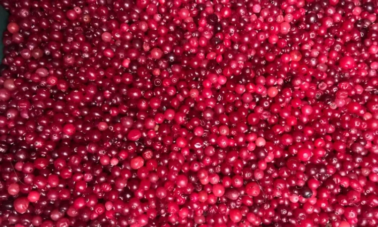 Продам журавлину дикорослу гарної якості Урожай 2023 року - фото № 1