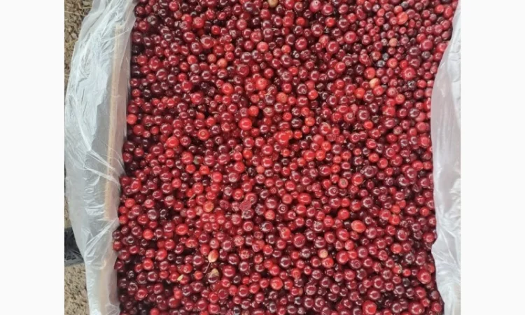 Журавлина(клюква) - фото № 2