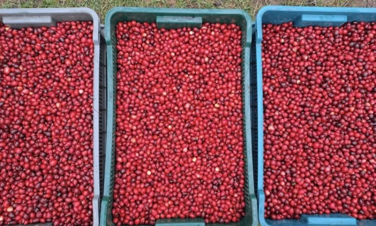 Журавлина(клюква) Канада - фото № 1