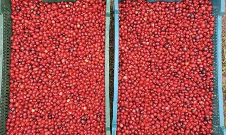 Журавлина(клюква) Канада - фото № 2