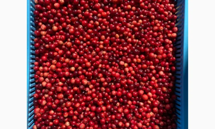 Продам Журавлину (Клюква) СВІЖА - фото № 1