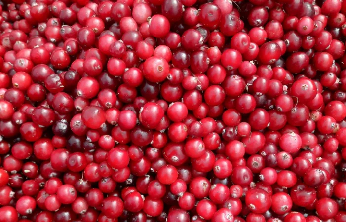 Пропонується журавлина (клюква) високої якості - фото № 2