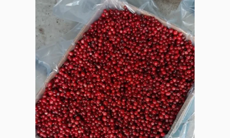 Продам журавлину опт - фото № 1