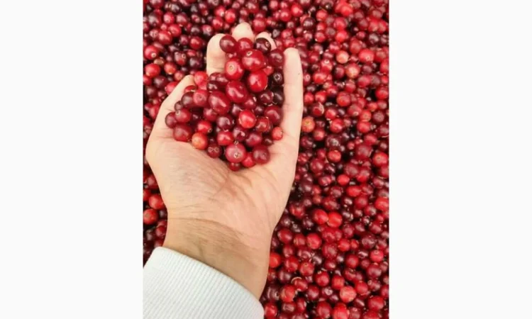 Ягода дикоросла клюква - фото № 1