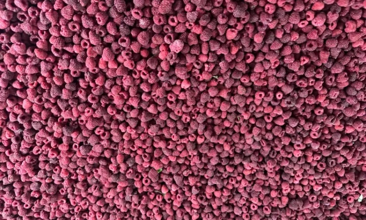 Куплю заморожену малину, оригінал, 80/20, грис - фото № 1