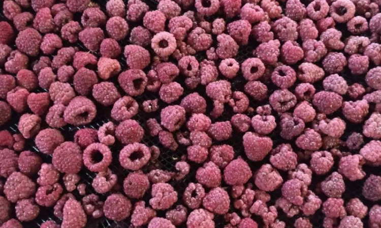 Продам малину сушену - фото № 1