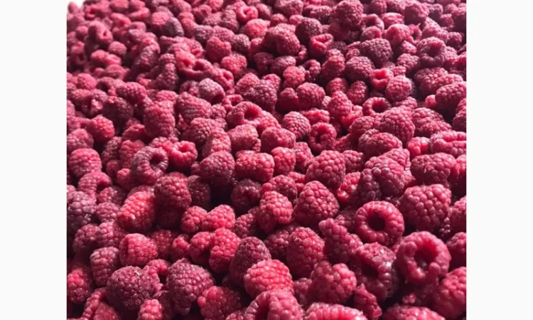 Продам малину заморожену 80/20 оптом від 10 тонн - фото № 1