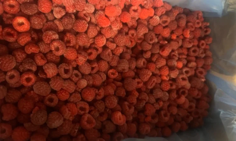 Куплю малину та інші ягоди - фото № 1