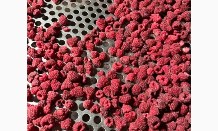 Куплю. Малина.заморожена 80/20, 90/10, грис - фото № 2