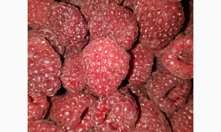 Куплю свежую малину с поля урожая 2025 года - фото № 1