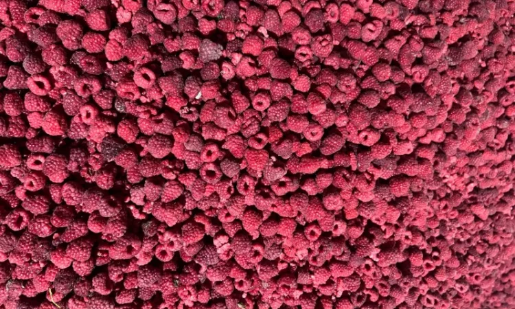 Продам малину грис - фото № 1