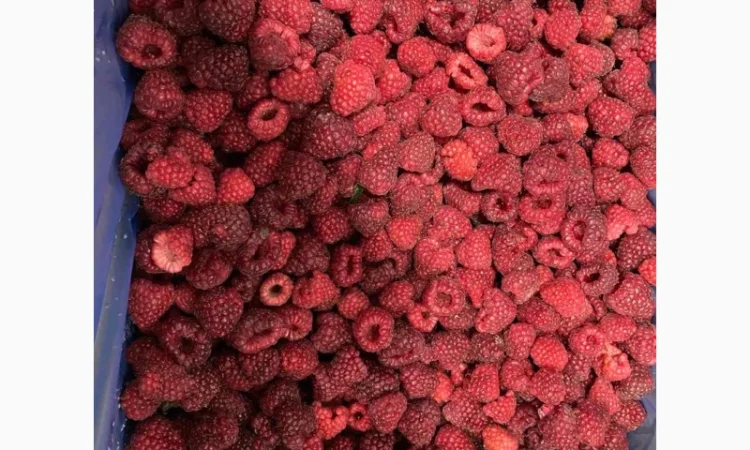 Продается замороженная малина в гофроящике - фото № 1