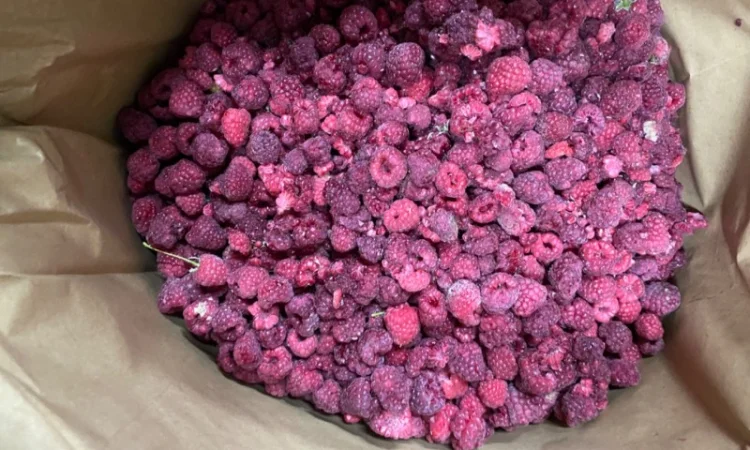 Замороженная малина грис оптом - фото № 1