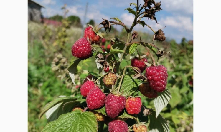 Продам малину ремонтантних сортів - фото № 1