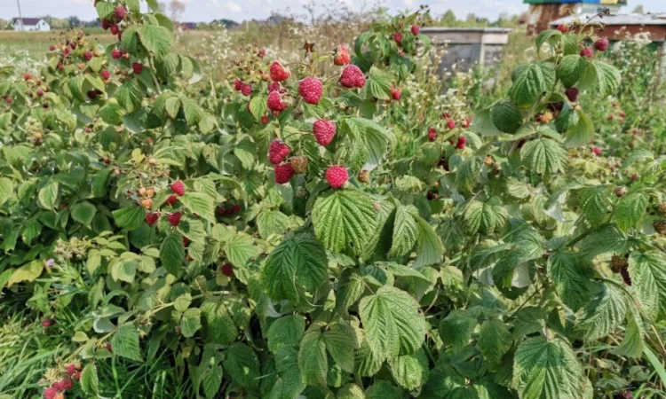 Продам малину ремонтантних сортів - фото № 2
