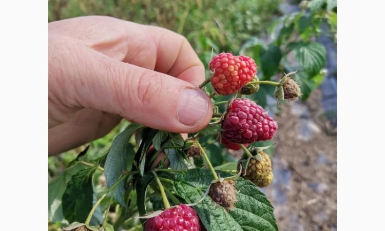 Продам малину ремонтантних сортів - фото № 3