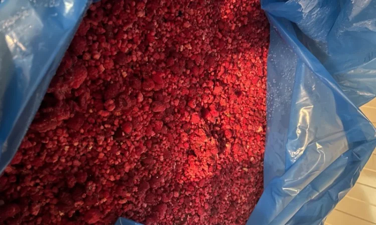 Продам грис малини - фото № 2