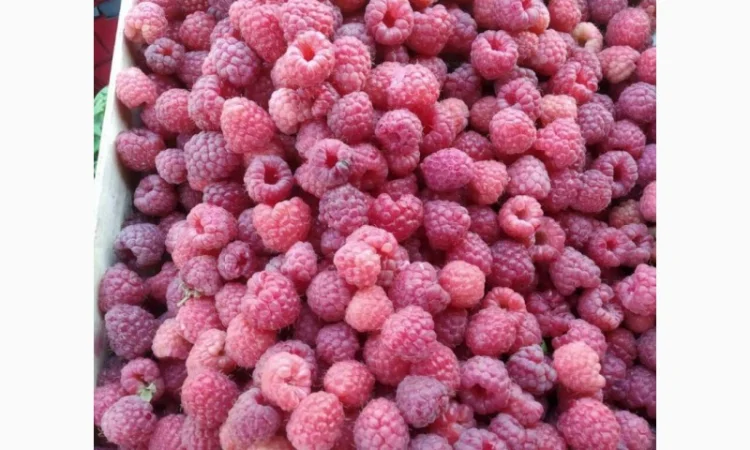 Підприємство з заморозки і переробки купить малину - фото № 1