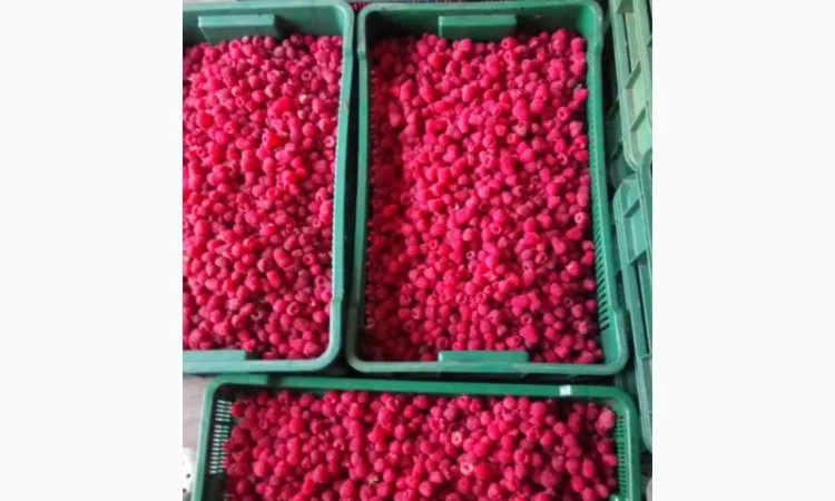 Куплю малину ремонтантних сортів свіжу і заморожену - фото № 1