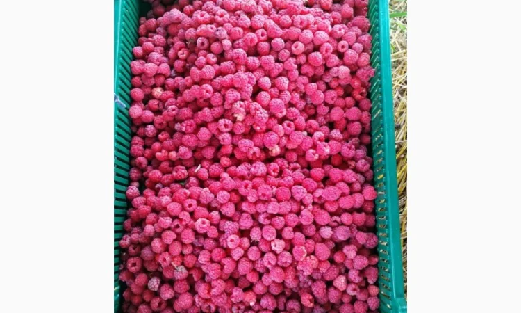 Куплю малину ремонтантних сортів свіжу і заморожену - фото № 2