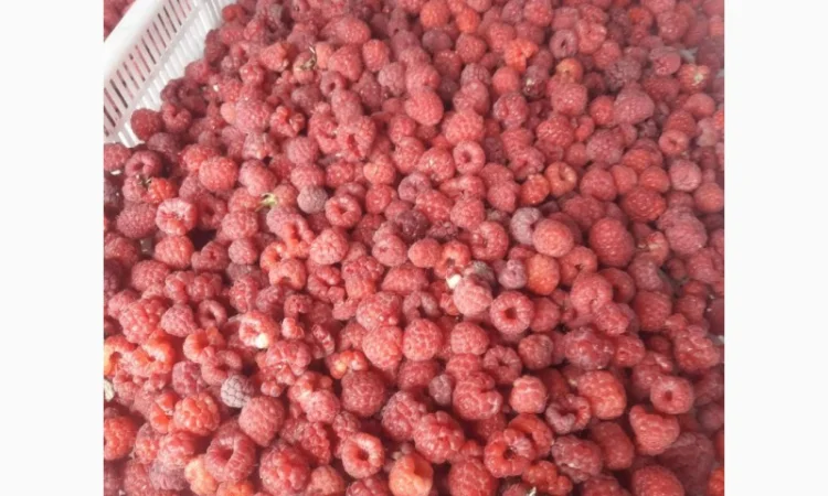 Купимо малину ремонтантну - фото № 2