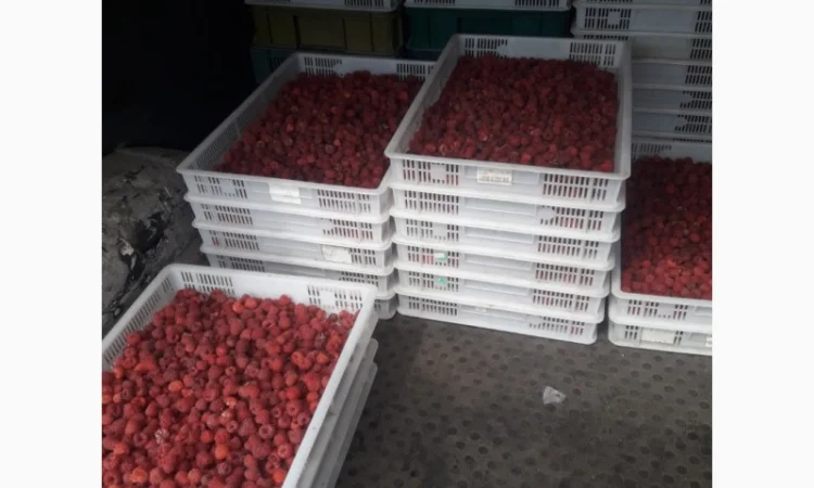 Купим малину для заморозки від фермерів - фото № 1