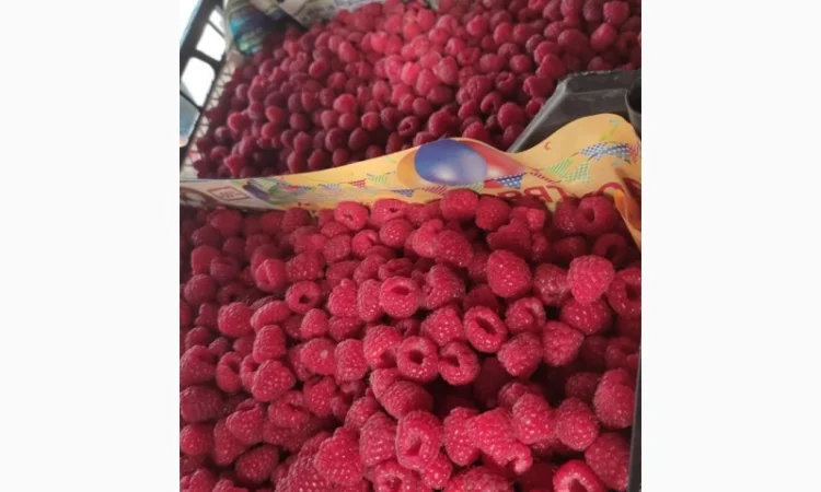 Купимо малину від фермерів - фото № 1