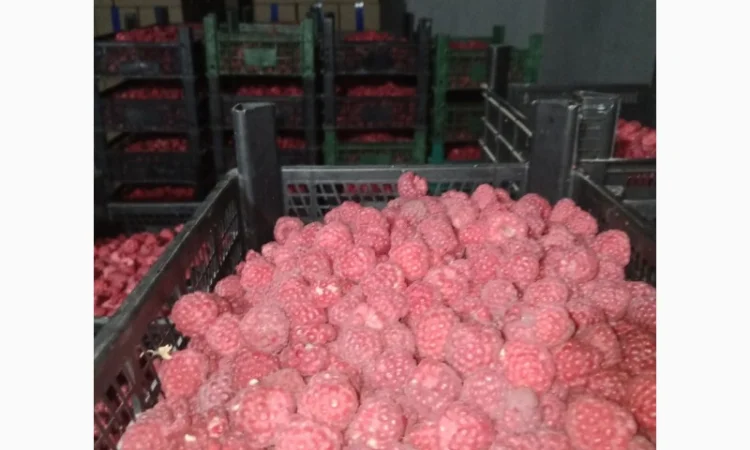 Закуповуємо малину на заморозку в будь якому об'ємі - фото № 1