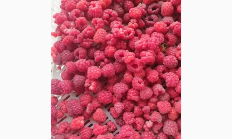 Купимо малину по всій Україні, будь який об'єм - фото № 2