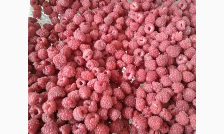 Купимо малину по всій Україні, будь який об'єм - фото № 3