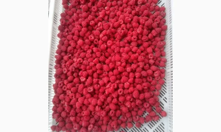 Закуповуємо малину на заморозку і переробку - фото № 1