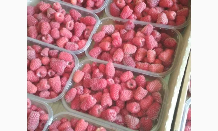 Закуповуємо малину на заморозку і переробку - фото № 2