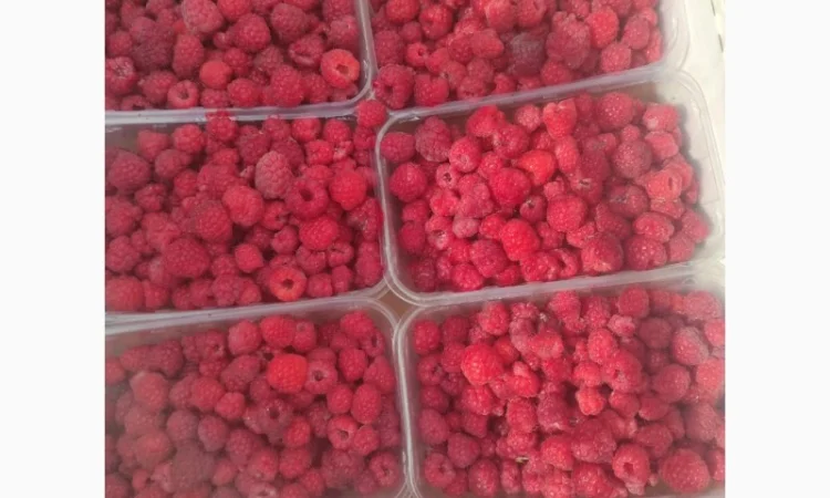 Купимо в об'ємі малину, дорого, в (на переробку та заморозку) - фото № 2