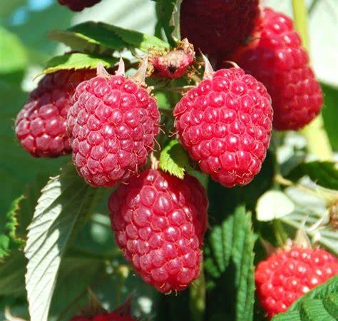 Куплю малину оптом від 10 тонн - фото № 1