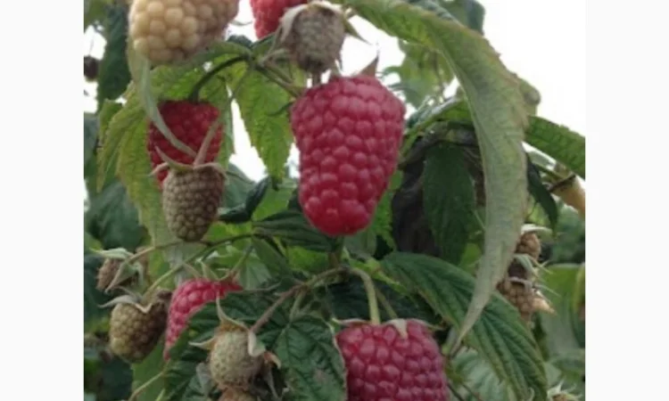 Куплю ягоди на заморозку : малина - фото № 1