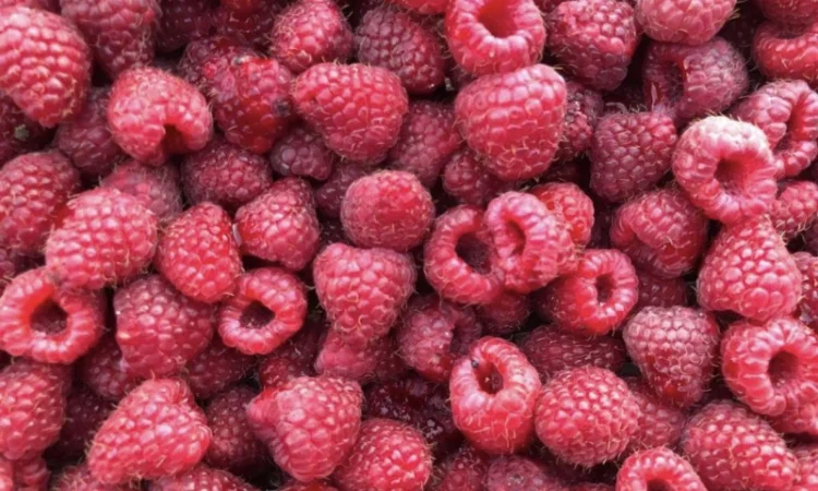 Куплю ягоди на заморозку : малина - фото № 2