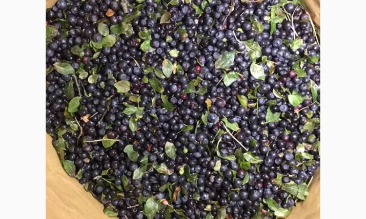 Продам малину - фото № 5