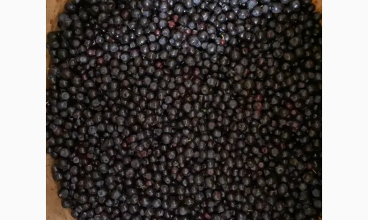 Продам малину - фото № 6