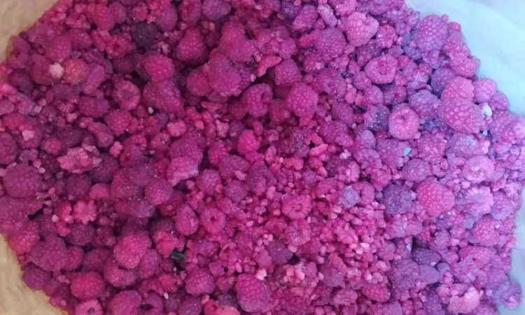 Продам грис малини - фото № 1