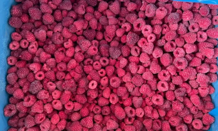 Продам грис малини - фото № 3