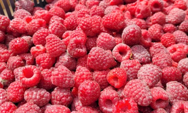 Продам малину - фото № 3